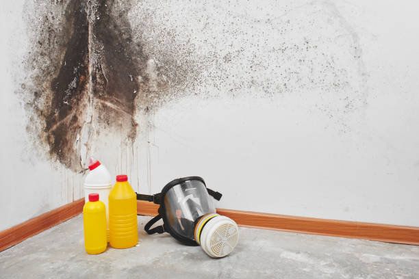 Certified Mold Removal in Palm Bay, FL