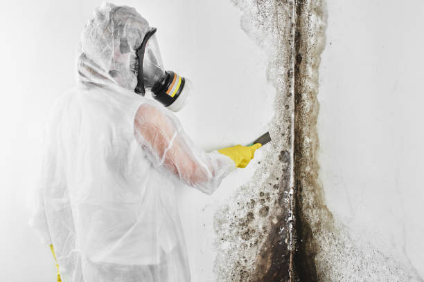 Best Toxic Mold Removal  in Palm Bay, FL