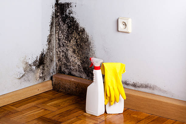 Mold Removal and Inspection in Palm Bay, FL